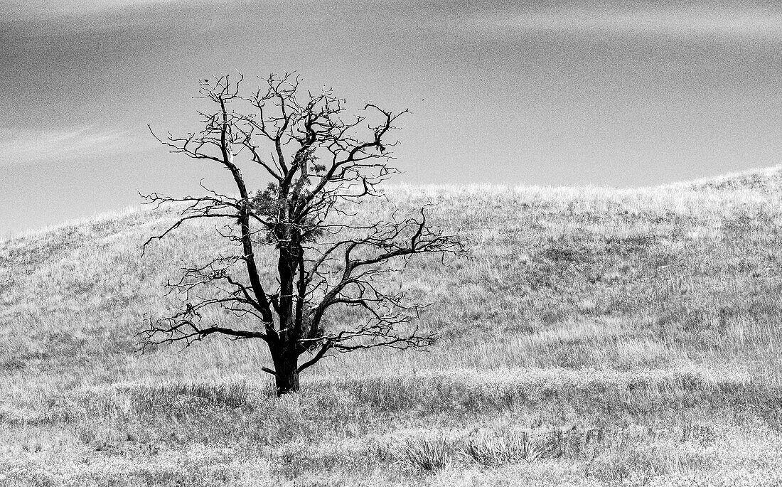 USA, Bundesstaat Washington, Ost-Washington, Benge. Einsamer toter Baum in einem Grasfeld