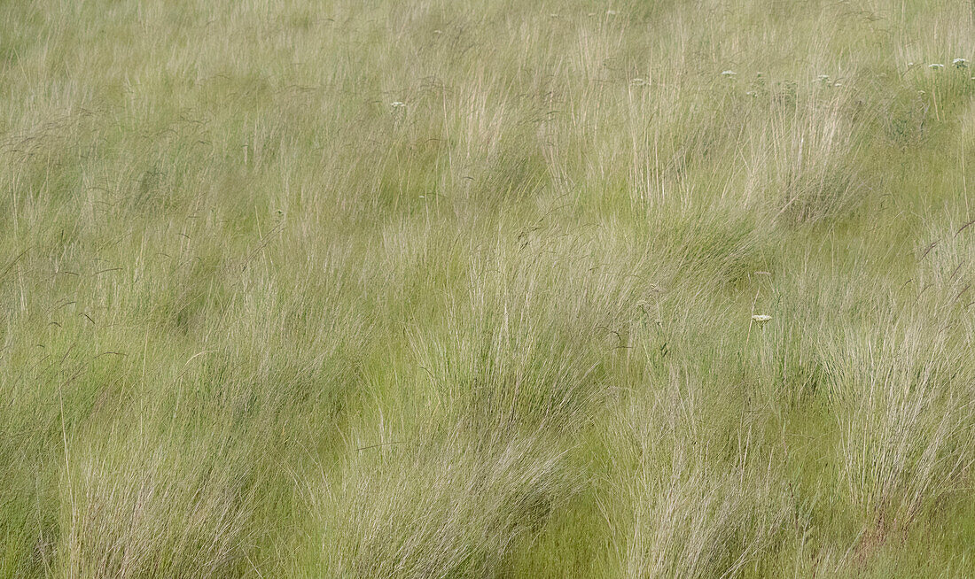 USA, Washington State, Palouse grasses soft focused near Colfax
