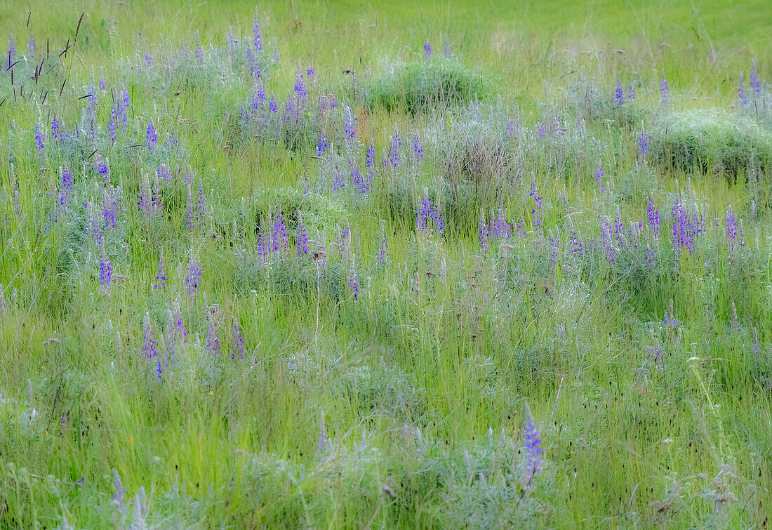 USA, Bundesstaat Washington, Colfax. Palouse-Feld mit Gras und Lupine