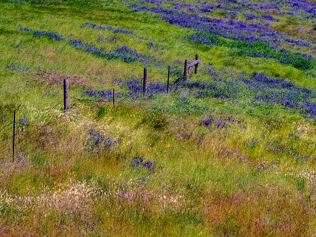 USA, Washington State, Palouse with hillside of vetch