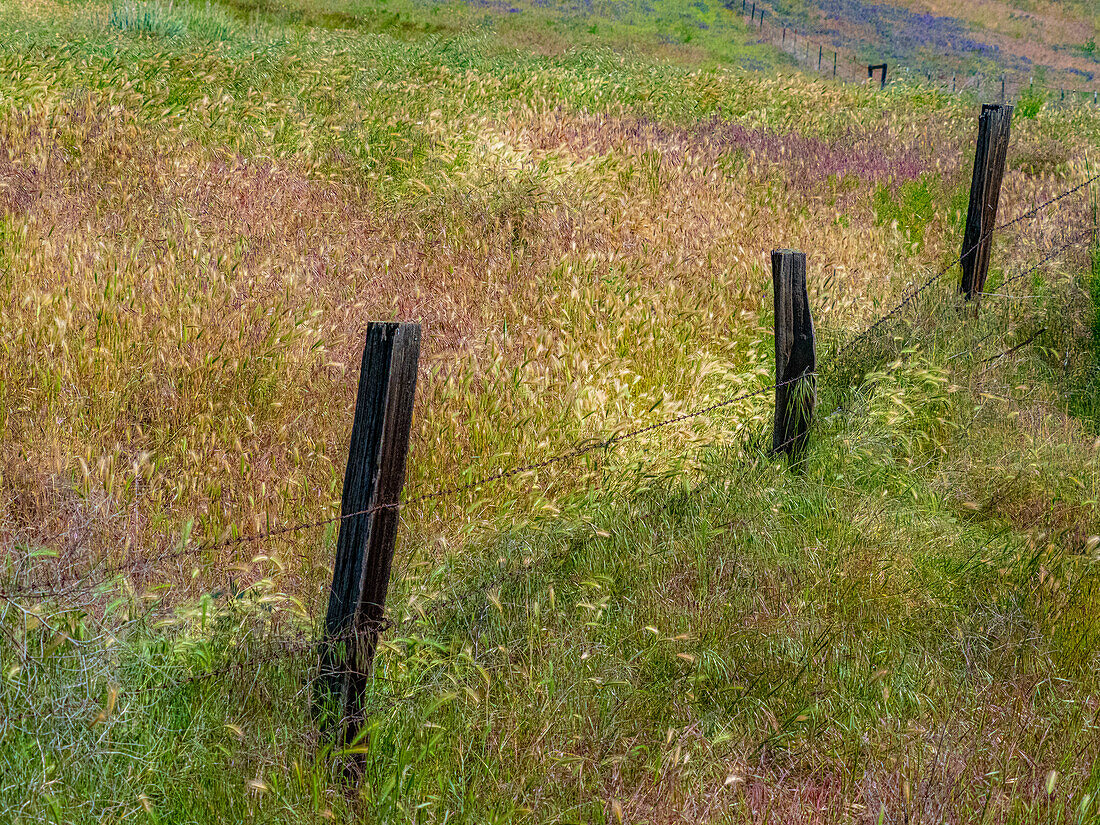 USA, Bundesstaat Washington, Palouse mit hölzernen Zaunpfählen im Grasfeld