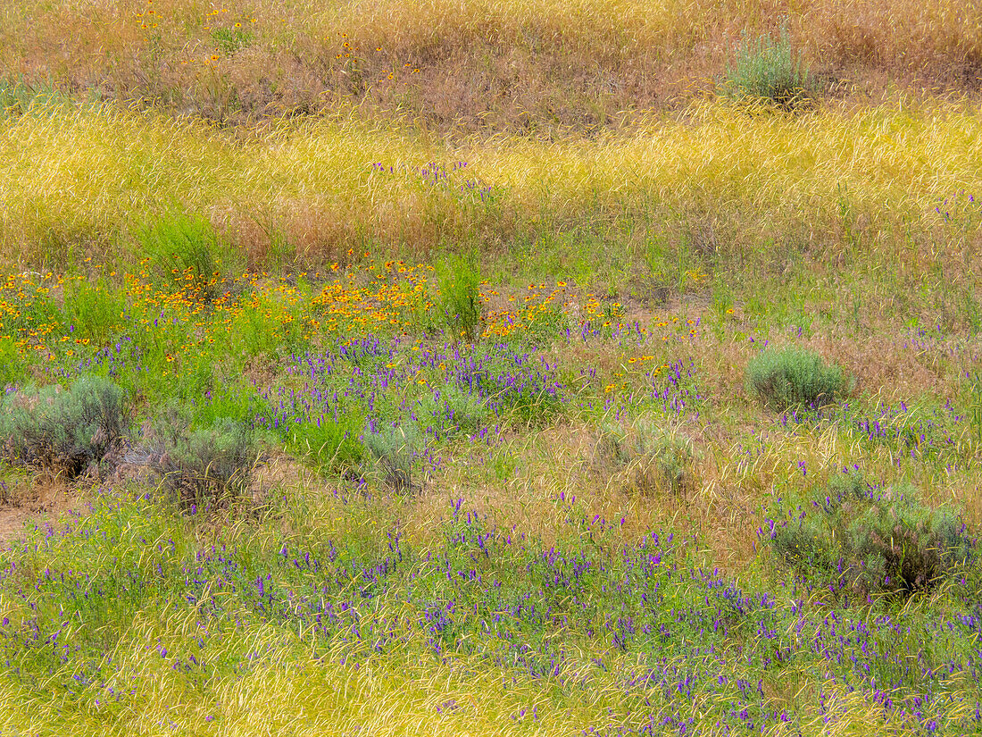 USA, Washington State, Eastern Washington field of wildflowers near Winona