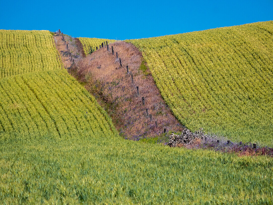 USA, Washington State, Winona winter wheat with fence line running through middle of field