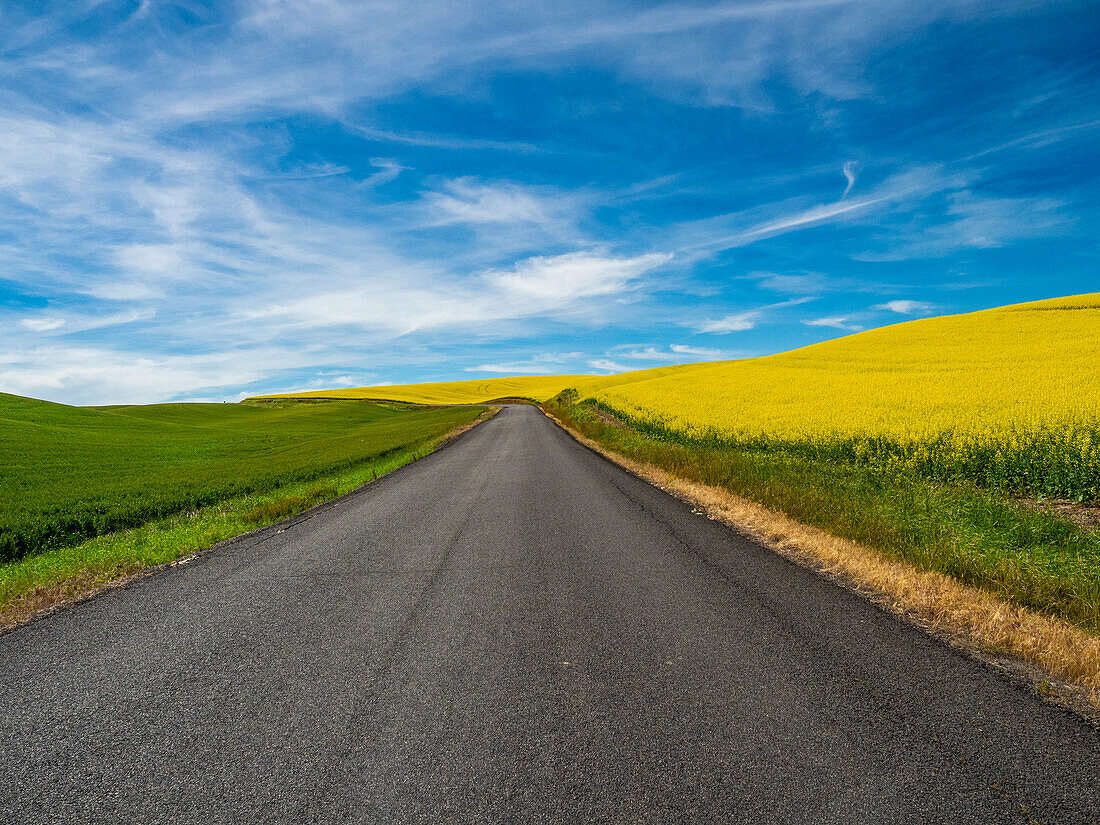 USA, Washington State, Palouse gravel road near Uniontown edged by Canola on one side and wheat on the other