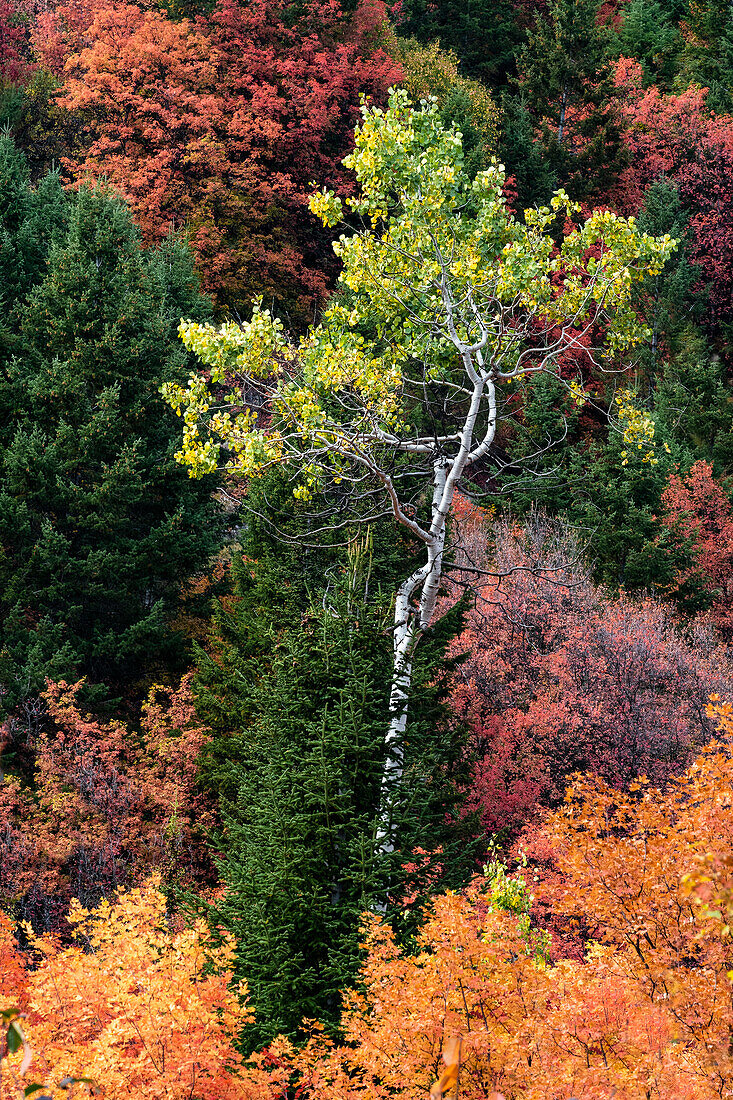 USA, Wyoming. Colorful autumn foliage, Caribou-Targhee National Forest.