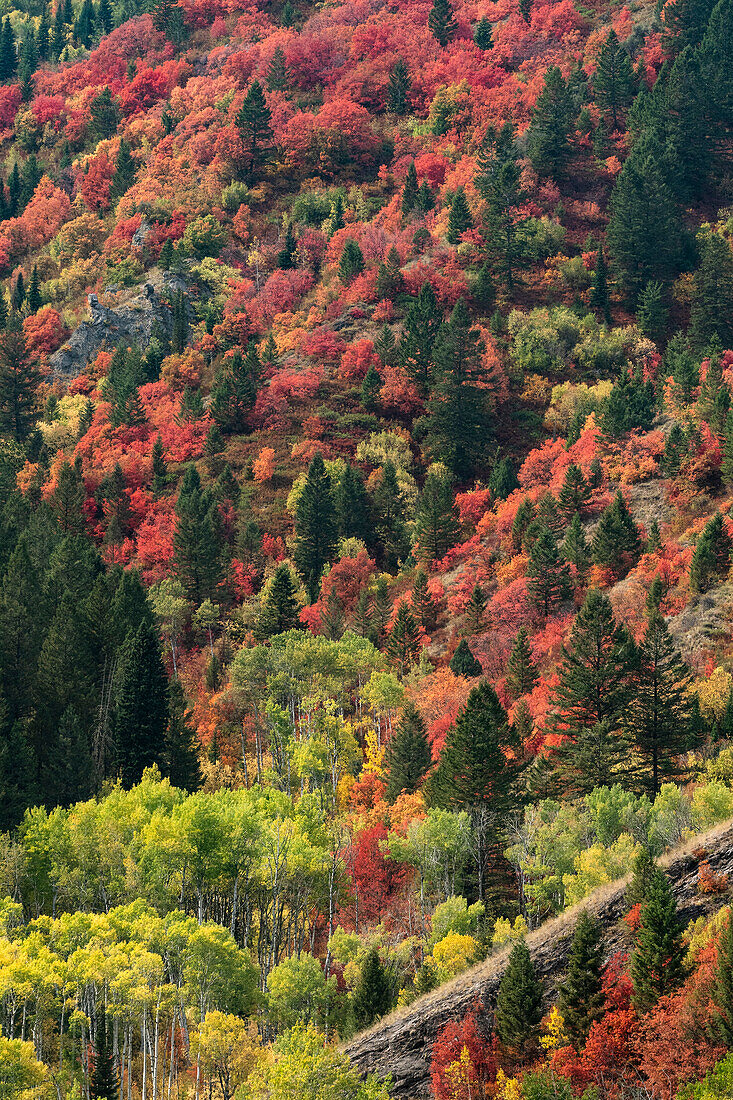 USA, Wyoming. Colorful autumn foliage, Caribou-Targhee National Forest.