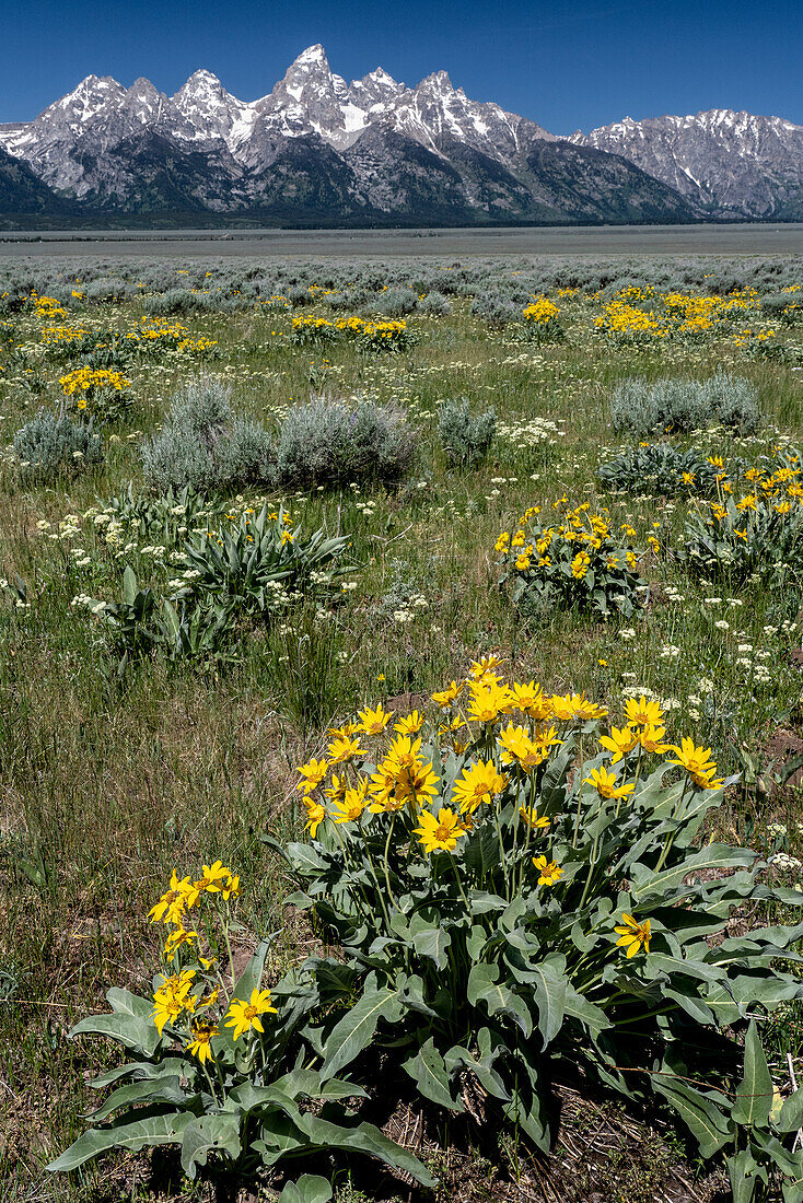 USA, Wyoming. Grand Teton Range and Arrowleaf Balsamroot wildflowers, Grand Teton National Park.