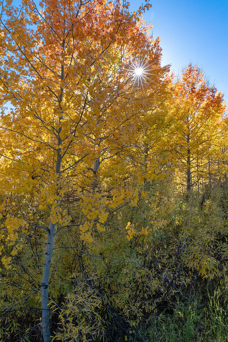 Vereinigte Staaten von Amerika, Wyoming. Herbstliche Espen in der Nähe der Oxbow Bend, Grand Teton National Park.