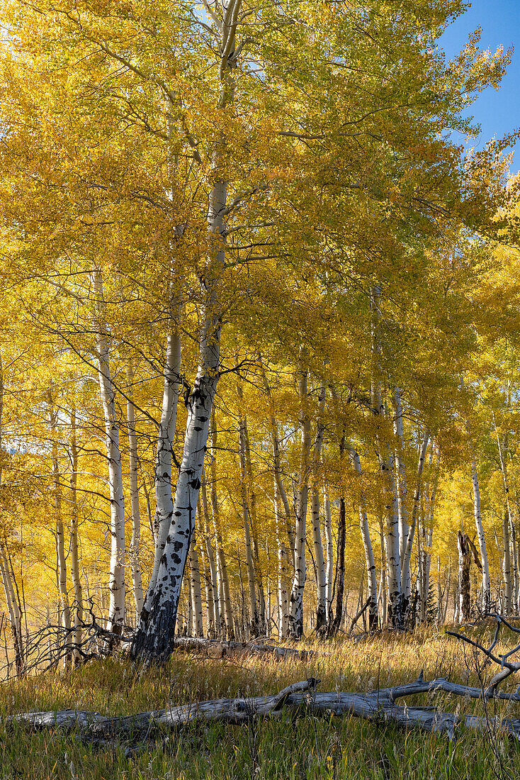 USA, Wyoming. Autumn Aspen near the Oxbow Bend, Grand Teton National Park.