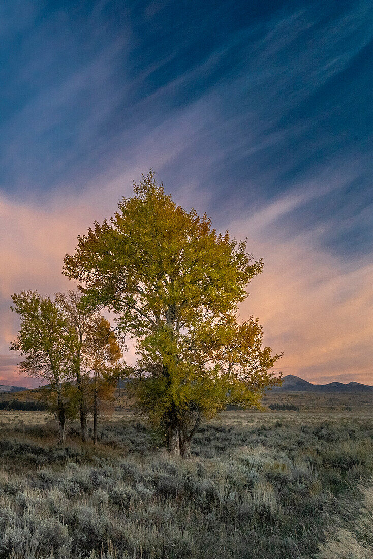 USA, Wyoming. Sonnenuntergangswolken und Pappeln, in der Nähe von Antelope Flats und Mormon Row, Grand Teton National Park.