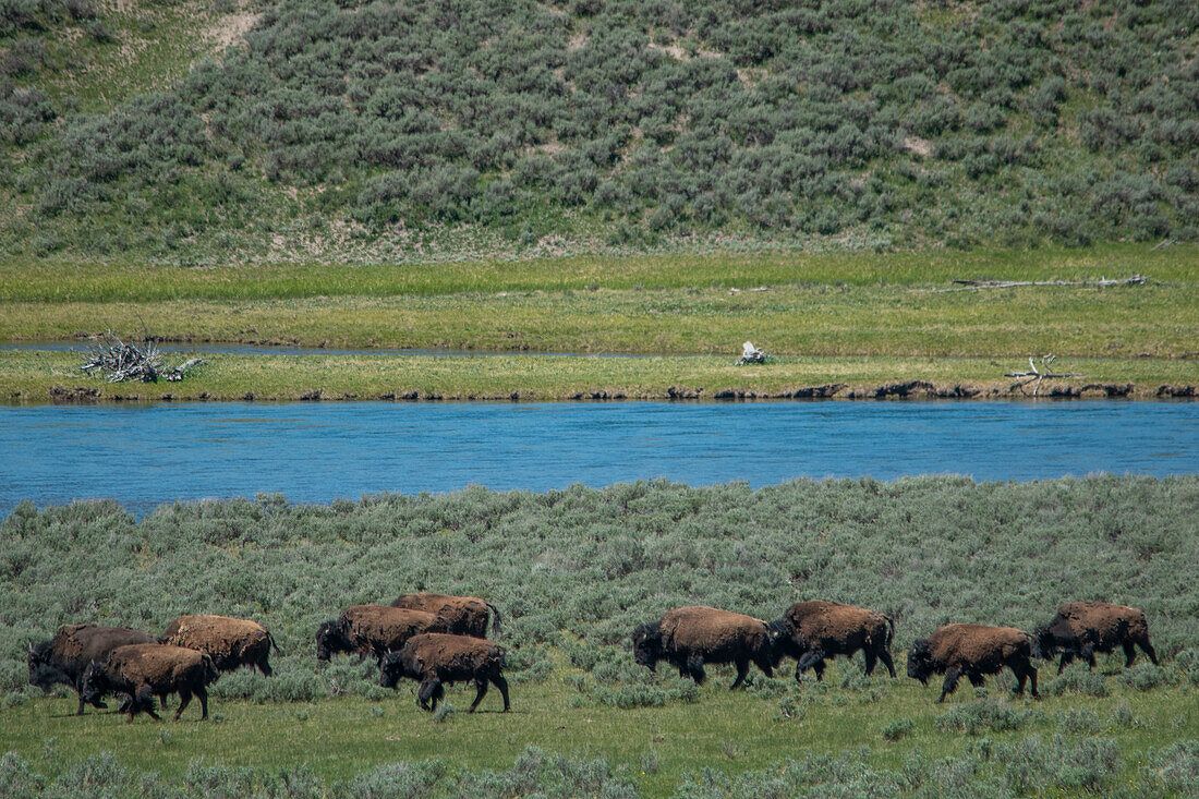 American bison at Lamar River, Lamar Valley, Yellowstone National Park, Wyoming, USA