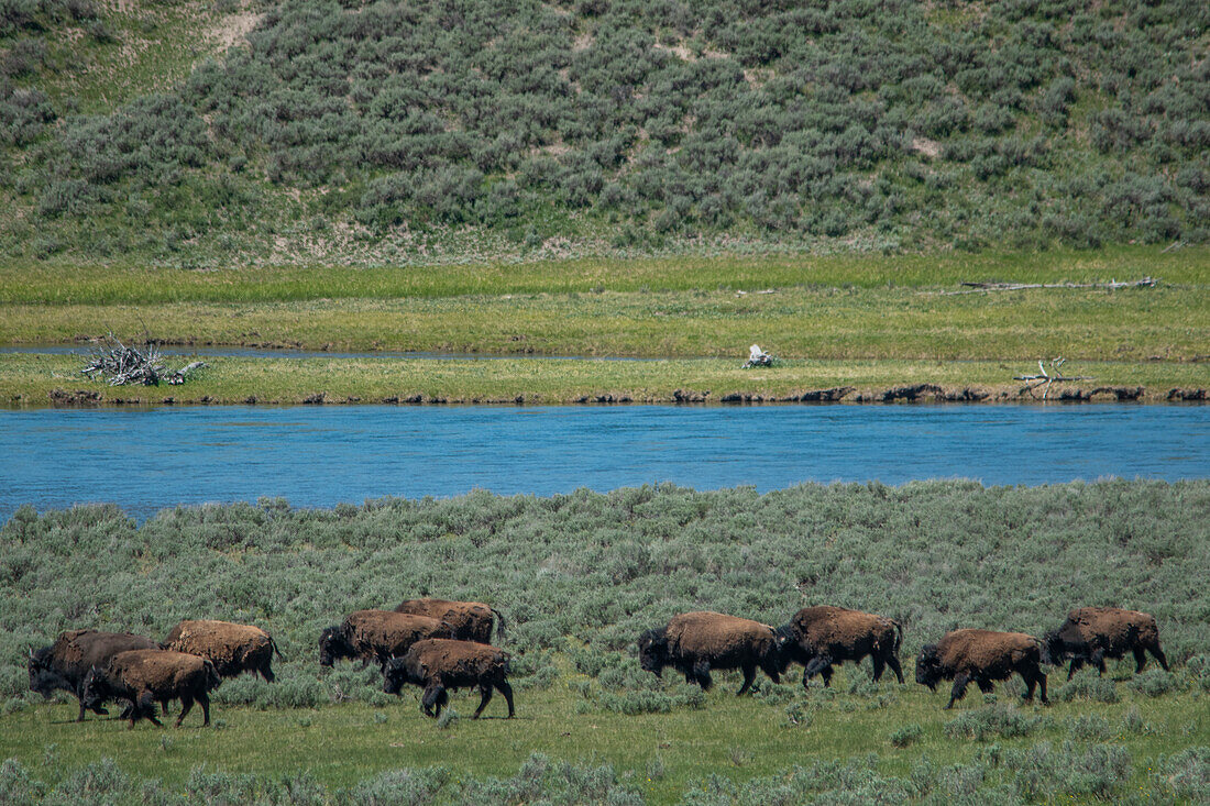 Amerikanischer Bison am Lamar River, Lamar Valley, Yellowstone National Park, Wyoming, USA