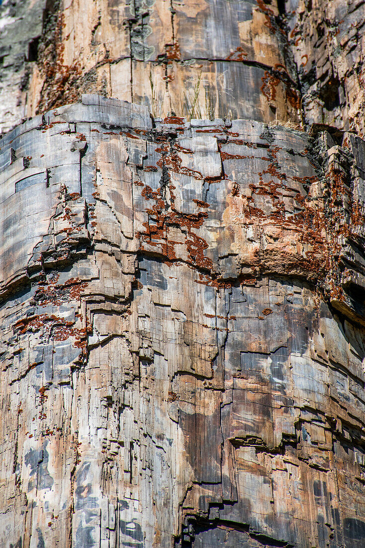 Versteinerter Baum, Yellowstone National Park, Wyoming, USA