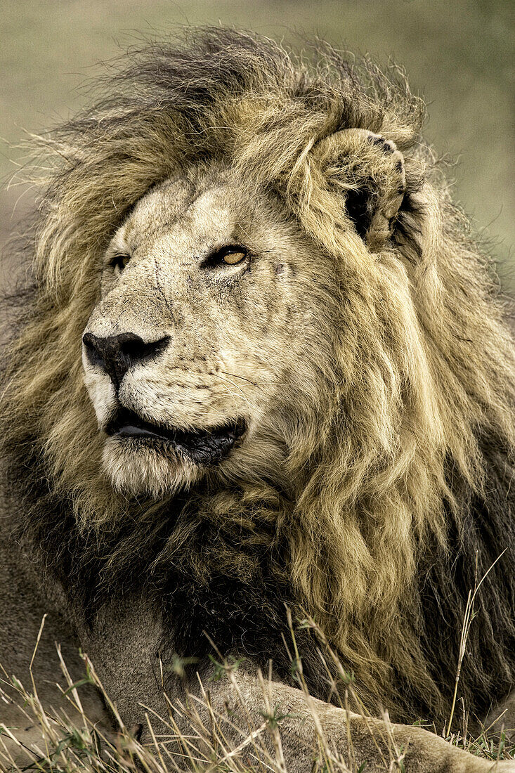 Africa, Kenya, Masai Mara National Reserve. Portrait of old male lion.