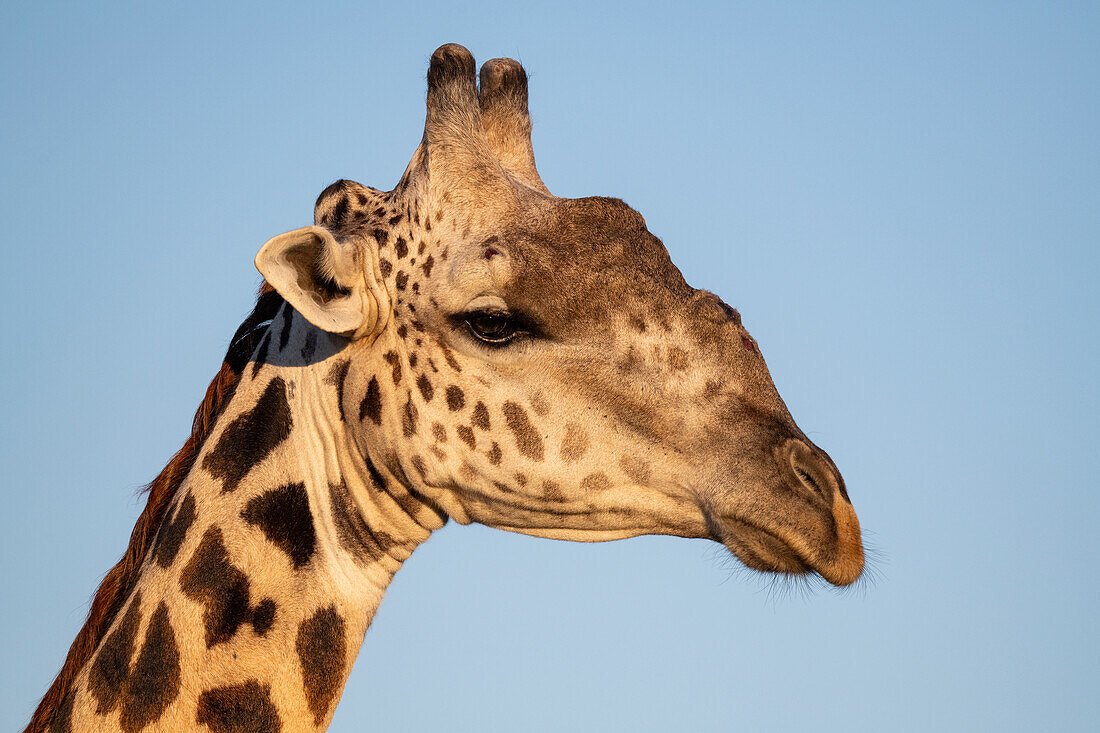 Sambia, Süd-Luangwa-Nationalpark. Thornicroft-Giraffe, endemisch in Luangwa.
