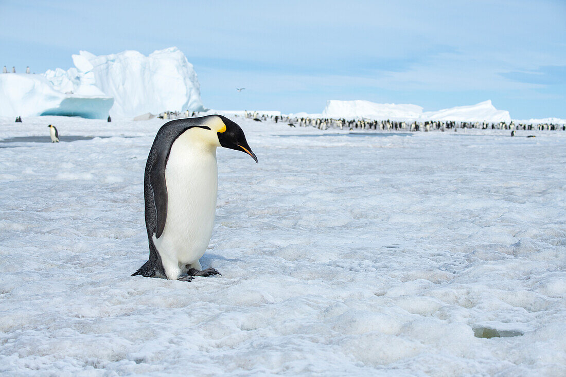 Antarktis, Weddell-Meer, Snow Hill. Ausgewachsene Kaiserpinguine mit Kolonie in der Ferne.