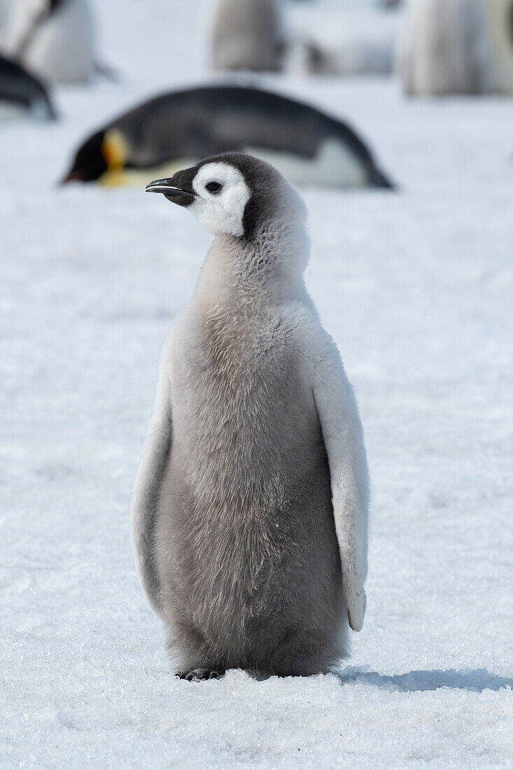 Antarktis, Weddell-Meer, Snow Hill. Kaiserpinguin-Küken