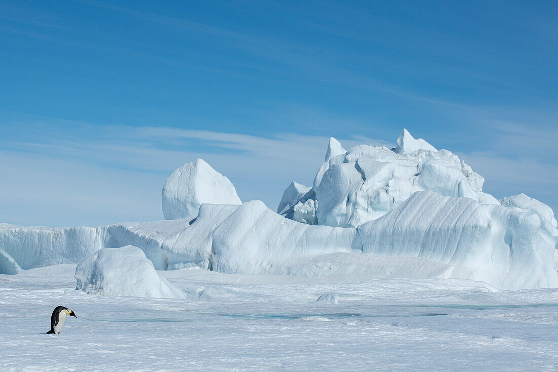 Antarktis, Weddell-Meer, Snow Hill. Kaiserpinguin mit Eisberg in der Ferne.