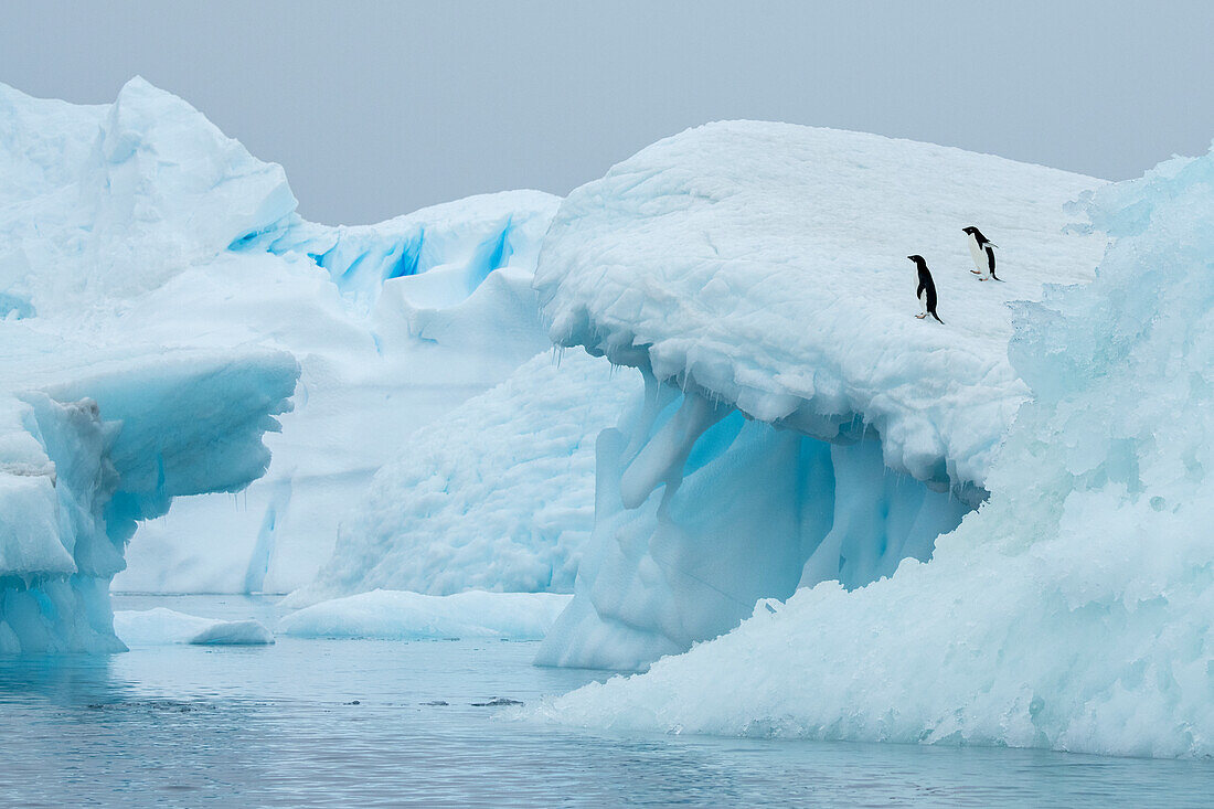 Antarktis, Vega-Insel, auch bekannt als Teufelsinsel. Adeliepinguine auf blauem Eisberg.