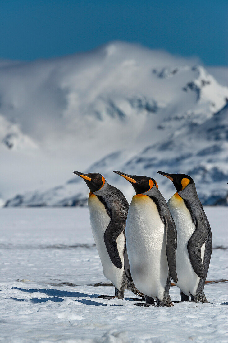 South Georgia Island. Group of king penguins walk on snowy shore of Salisbury Plain