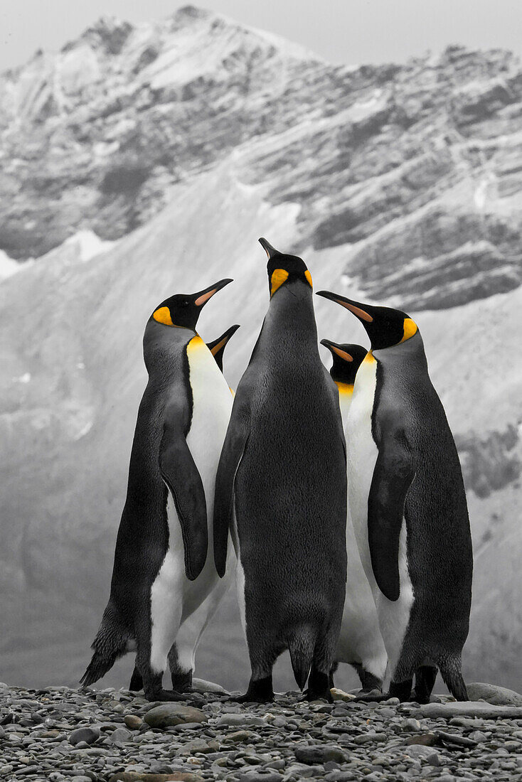 Antarctica. A conference of King Penguins.