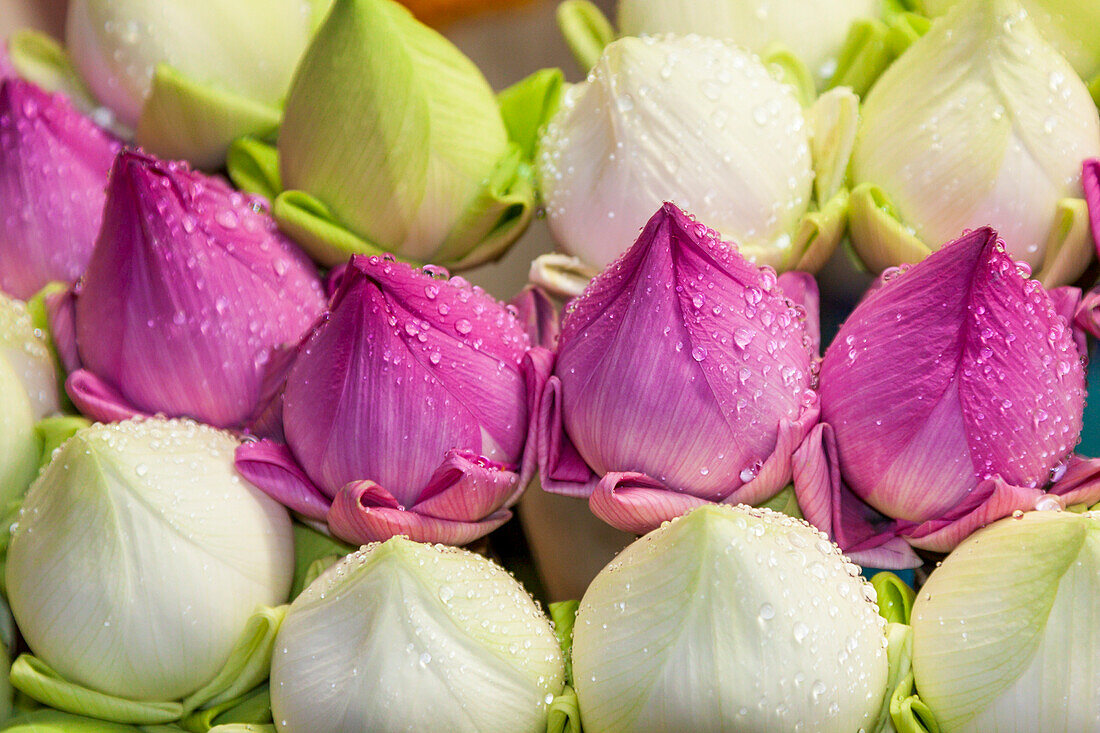 Chiang Mai, Thailand. Purple and white lotus flowers.