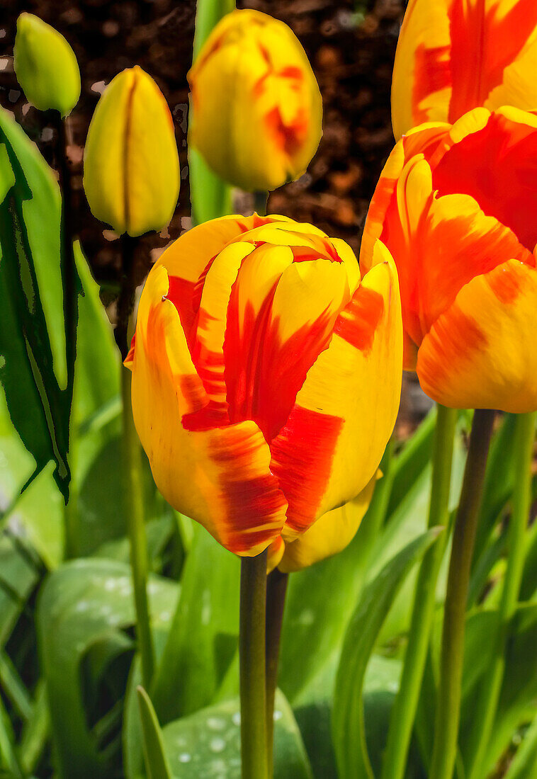 Banja Luka Darwin Hybrid tulip blooming. Named after city in Bosnia, tulips are native to Turkey.