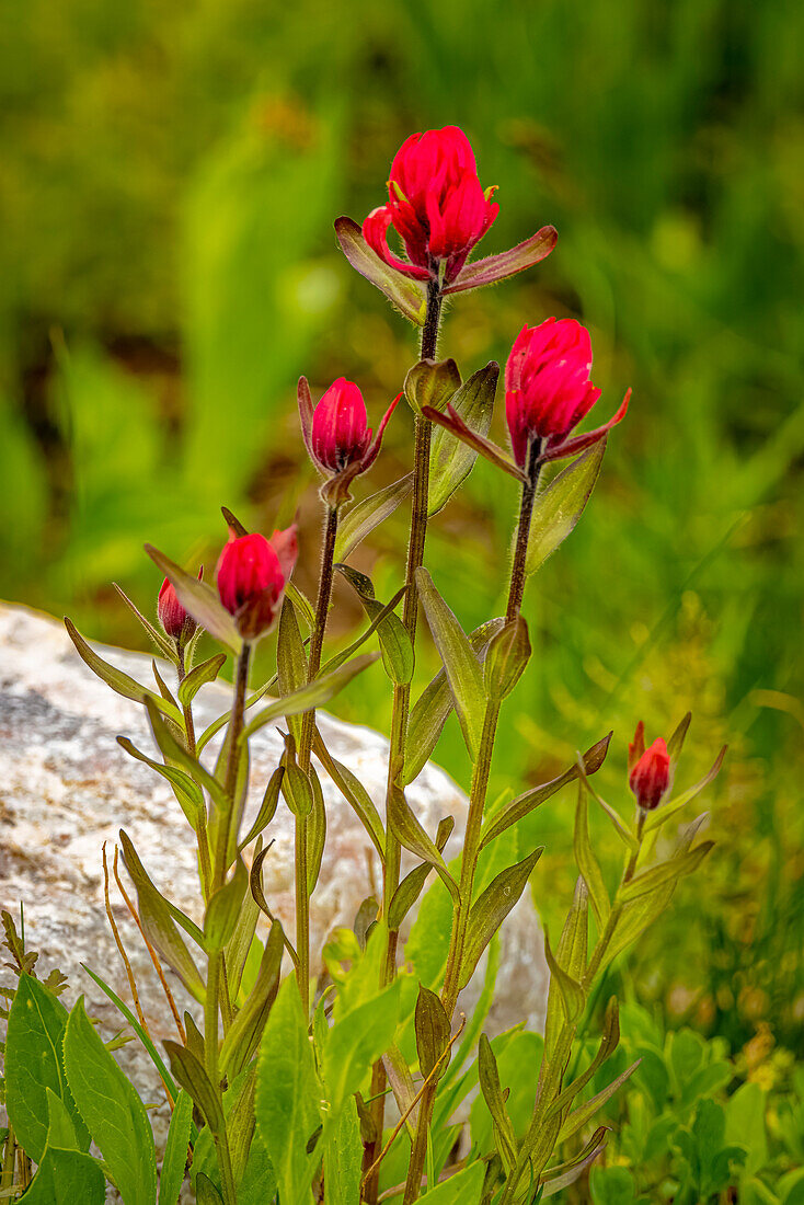 USA, Wyoming, Schneekette. Rote Indianerpinsel-Blüten in Nahaufnahme.