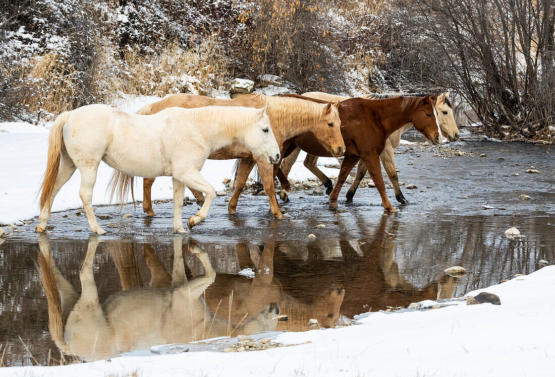 USA, Shell, Wyoming. Hideout Ranch horses in reflection Shell Creek. (PR,MR)