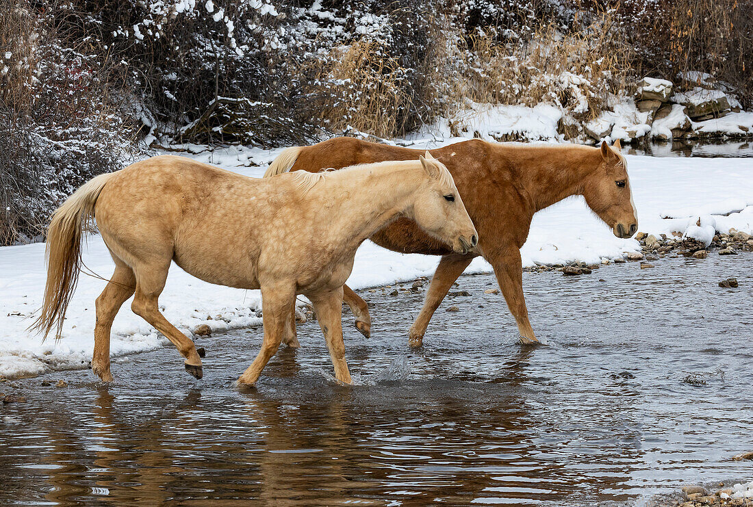 USA, Shell, Wyoming. Hideout Ranch pair of horses in snow. (PR,MR)