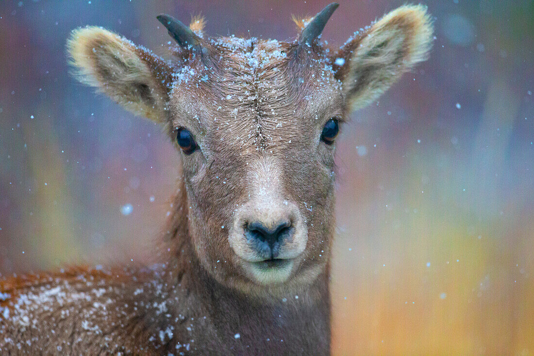 Wyoming. A young mountain goat's first snow.