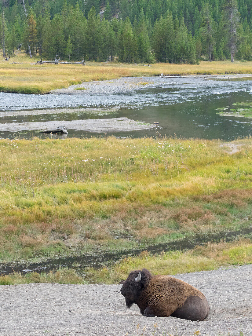 Wyoming, Yellowstone National Park. Ausgewachsener Bisonbulle