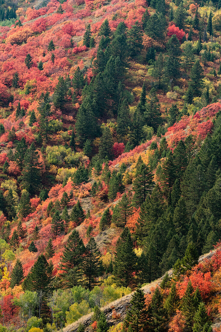 USA, Wyoming. Buntes Herbstlaub, Caribou-Targhee National Forest.