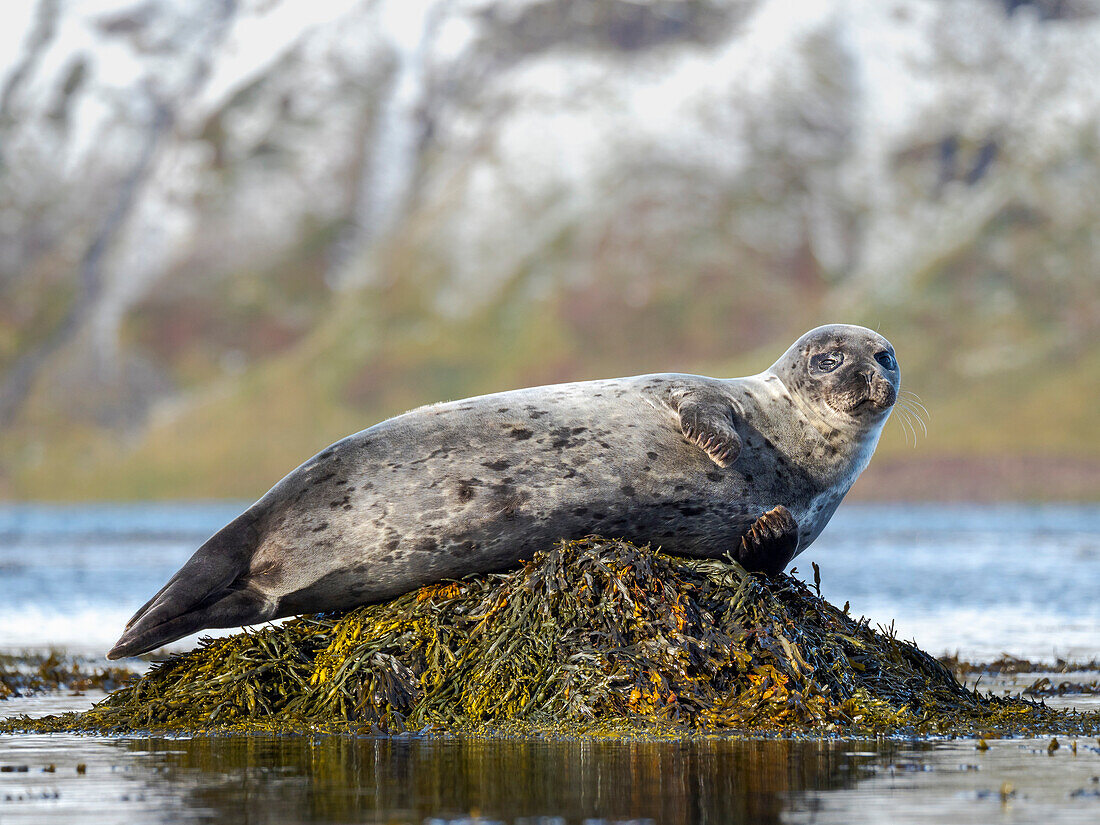 Harbor Seal near Djupavik in Iceland. The Westfjords (Vestfirdir) in the region Strandir. Europe, Iceland