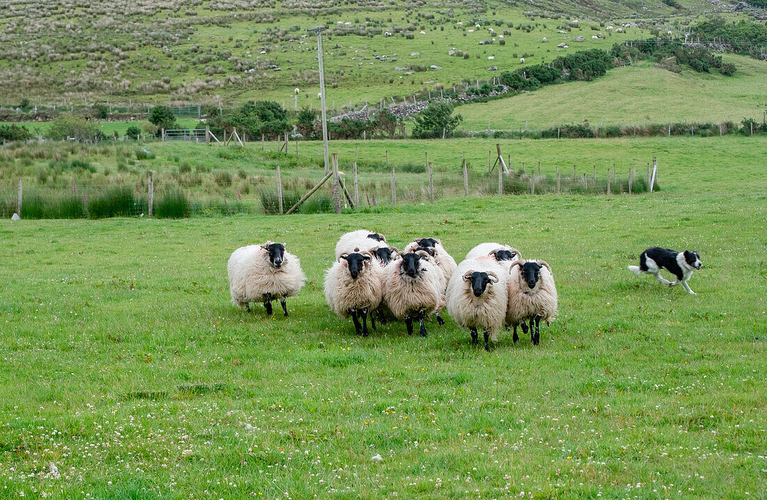 Ein Schäferhund führt fachmännisch Schafe in der ländlichen Grafschaft Mayo, Irland.