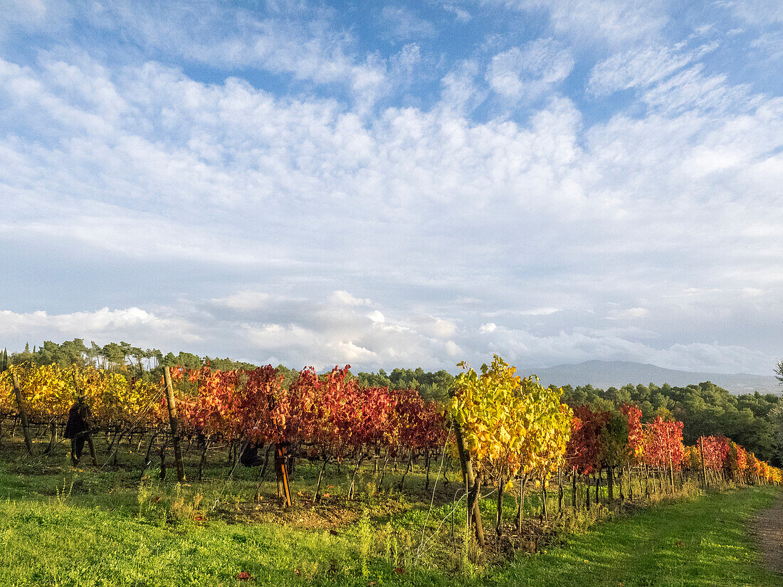 Italy, Tuscany. Colorful vineyards in autumn with blue skies and clouds.