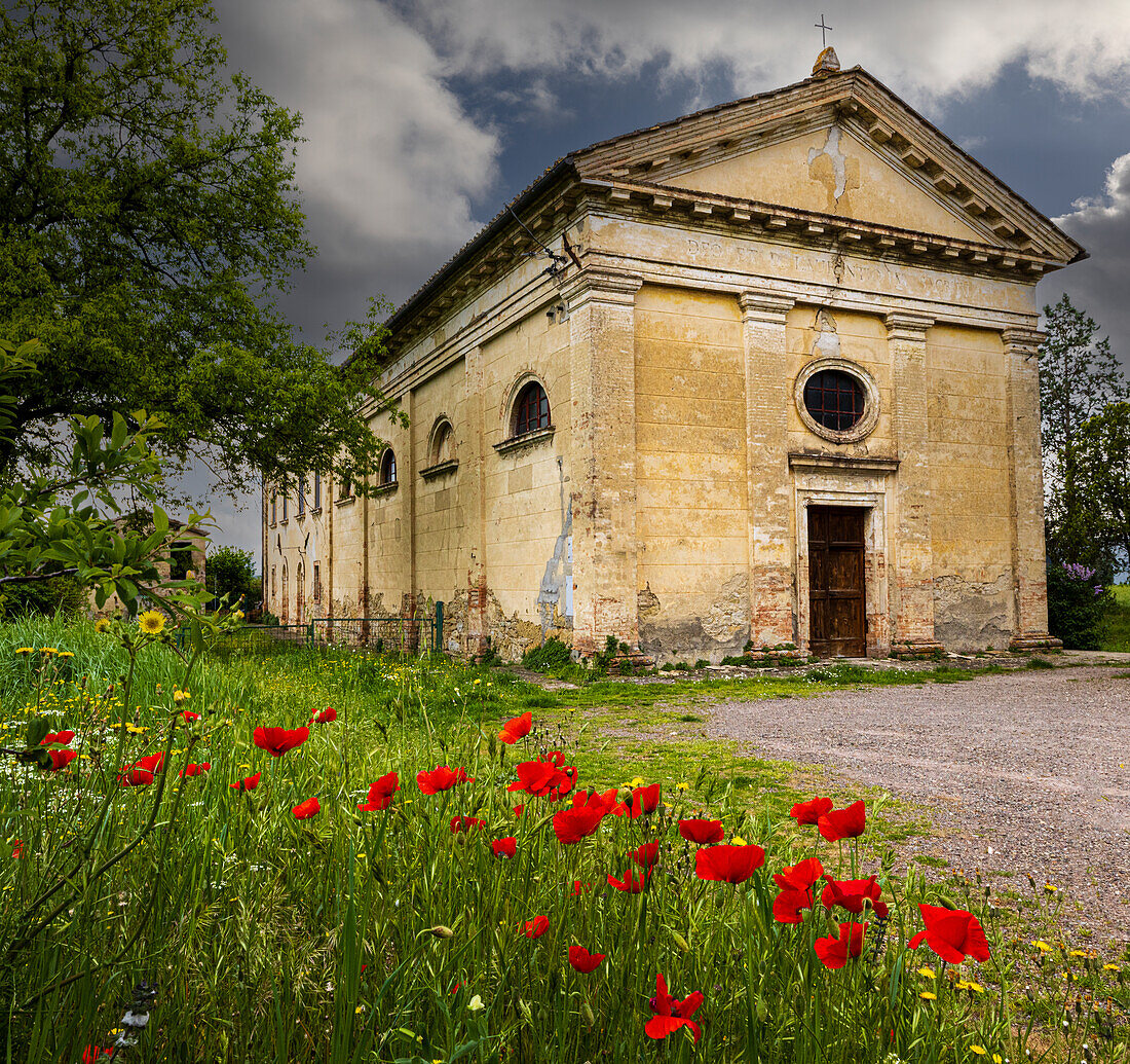 Alte Kirchenruine umgeben von leuchtendem Klatschmohn. Montalcino. Toskana, Italien.