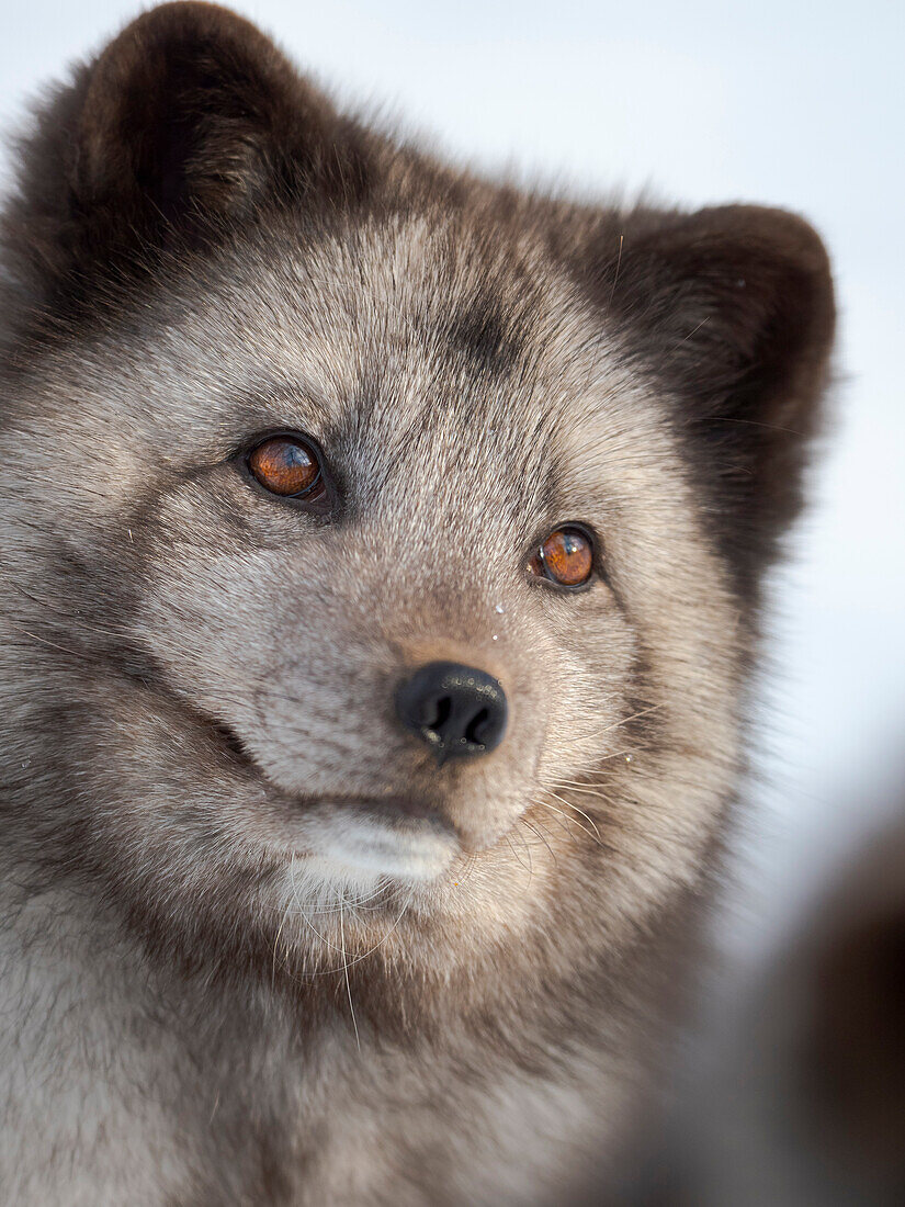 Arctic Fox, blue morph, in deep snow during winter. Europe, Norway, Bardu, Polar Park