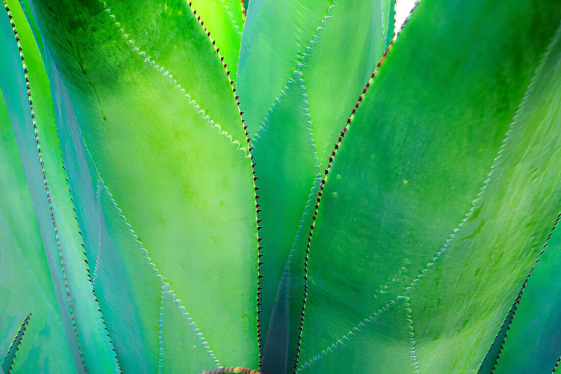 Close-up of vibrant agave leaves