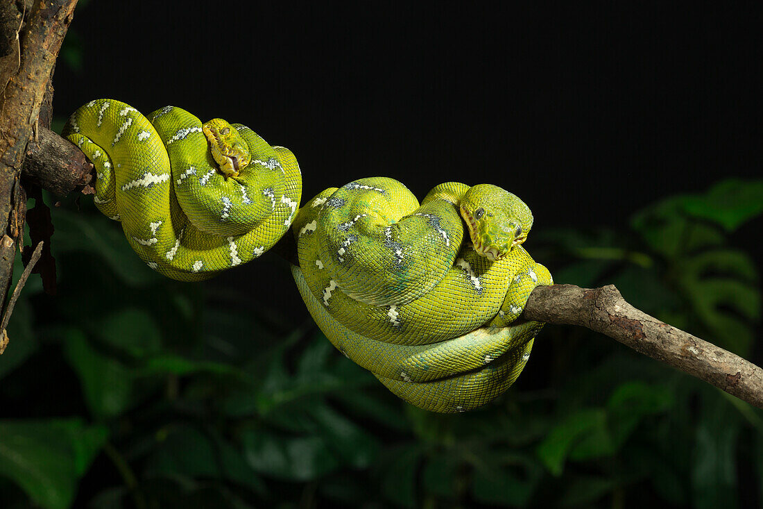 Emerald tree boa coiled, captive, native to South America