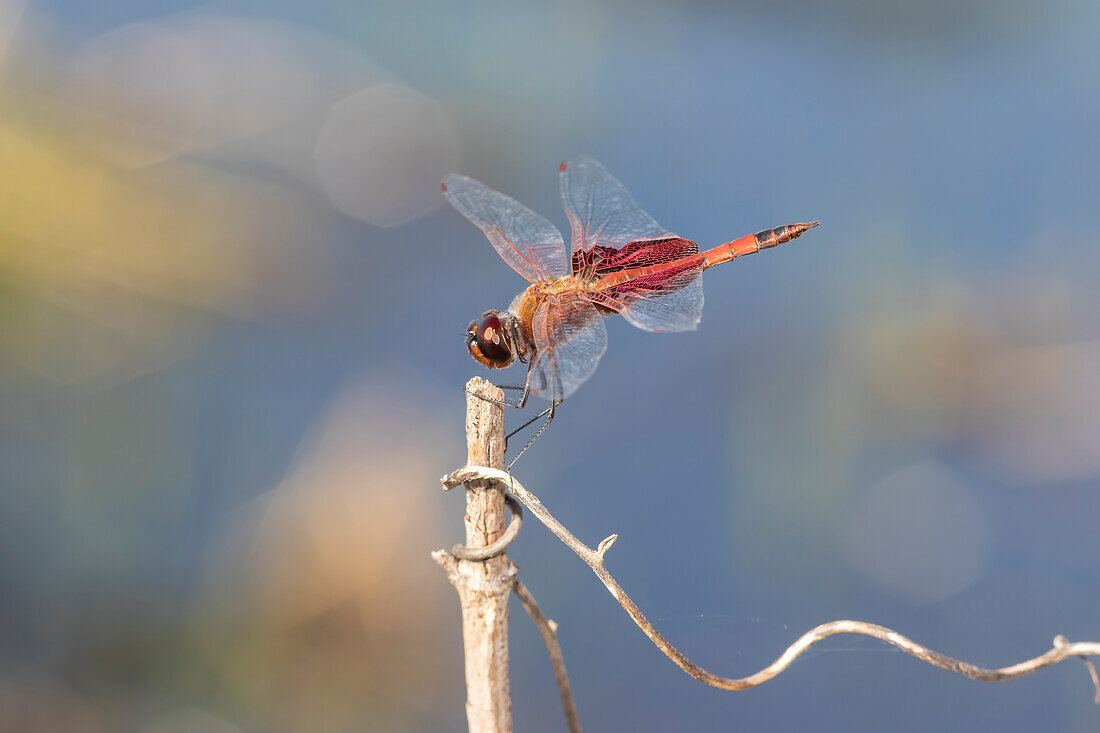 Carolina Saddlebags male