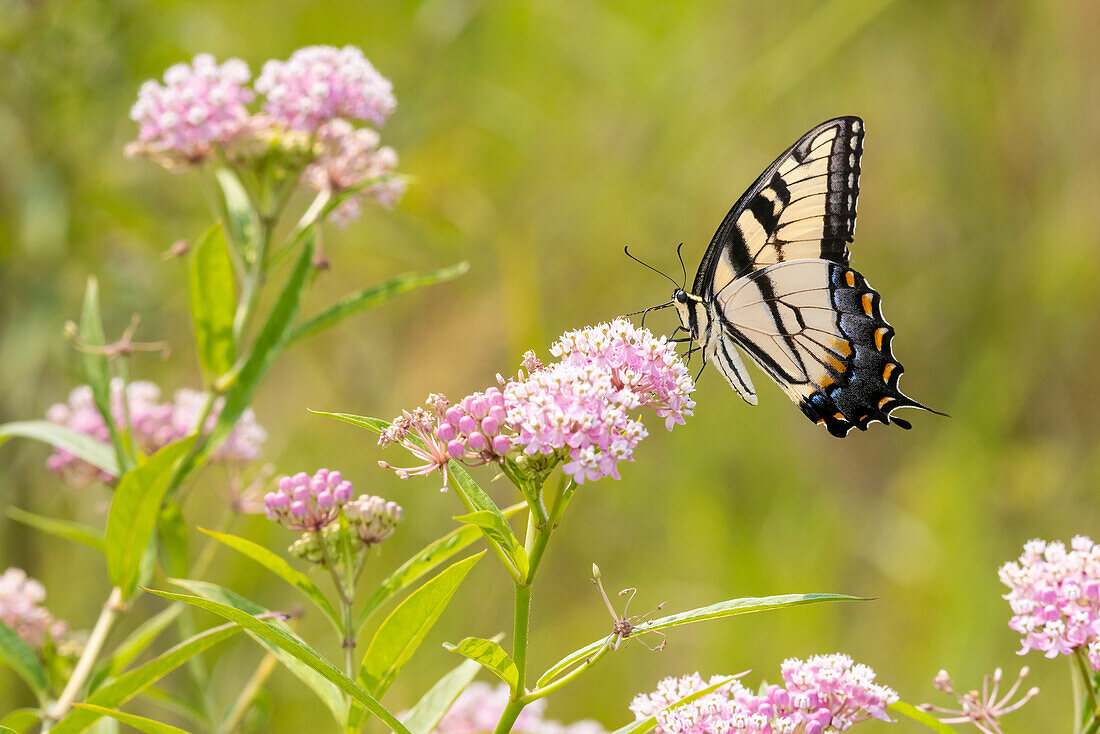 Eastern Tiger swallowtail on swamp milkweed