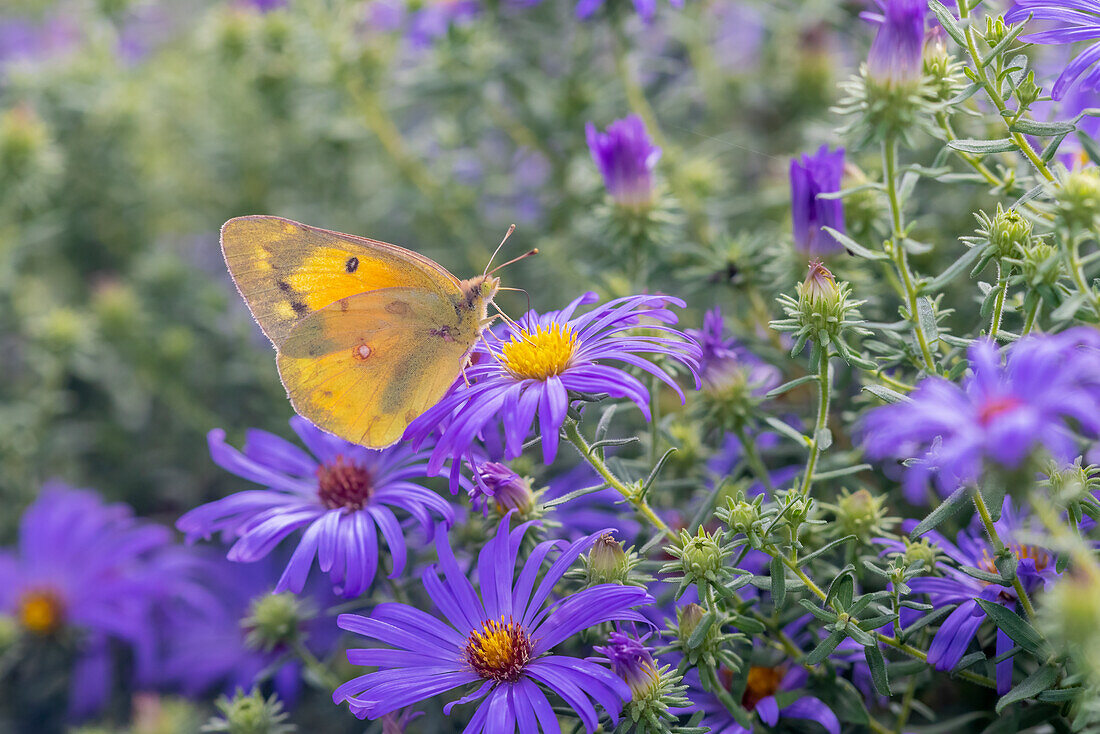 Orange Sulphur on Frikart's Aster