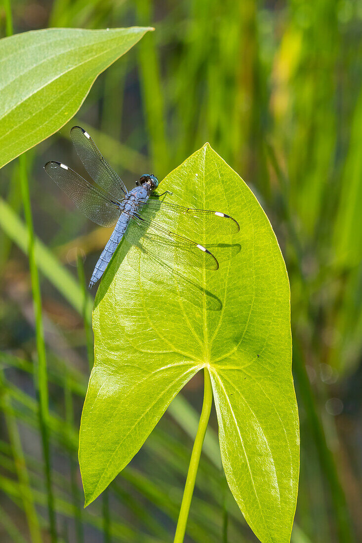 Spangled Skimmer male on Arrowhead plant