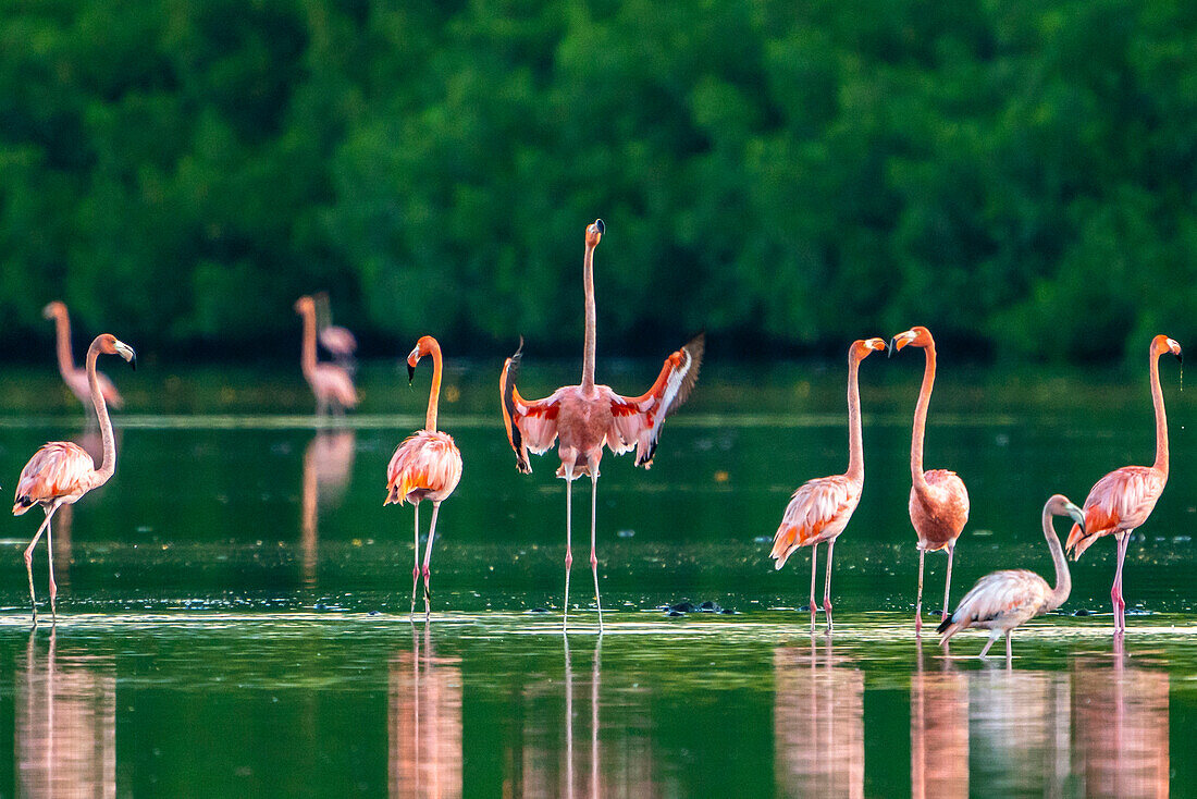 Trinidad, Caroni Sumpf. Amerikanische Flamingos im Sumpf.