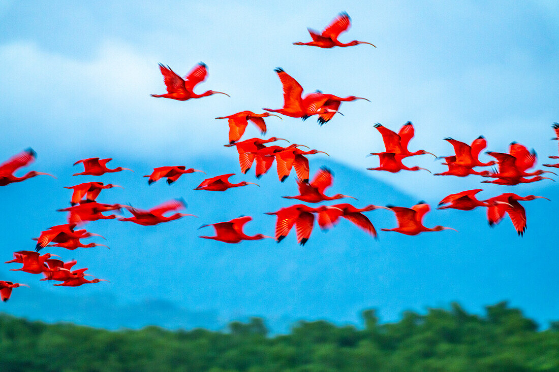 Trinidad, Caroni Swamp. Scarlet ibis birds in flight.