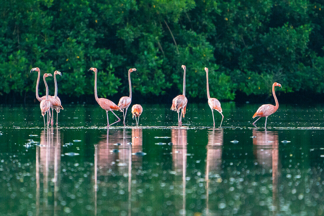 Trinidad, Caroni-Sumpf. Amerikanische Flamingos bei der Fütterung.