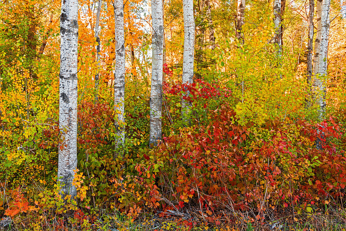 Kanada, Manitoba. Herbstfarben im Hecla-Grindstone Provincial Park.