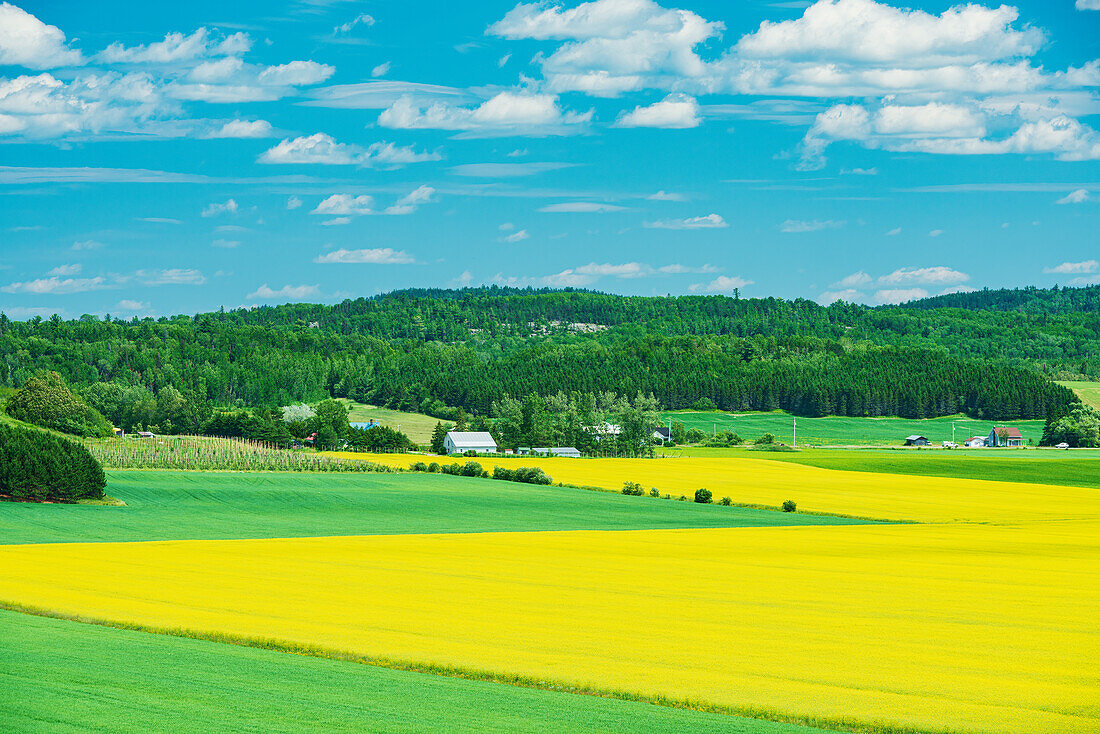 Kanada, Québec, St-Bruno-de-Guigues. Gelbe Rapspflanzen auf einem Bauernhof.