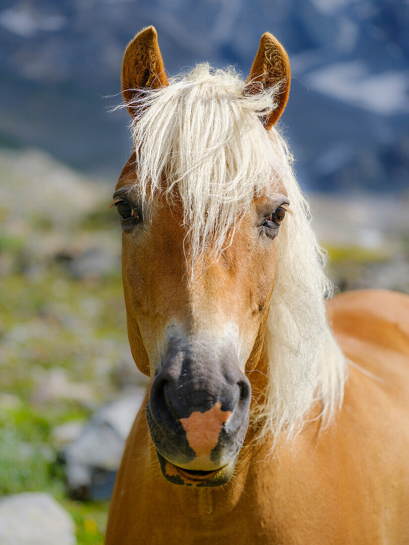 Haflinger Horse on its mountain pasture (Shieling) in the Otztal Alps (Obergurgl, Rotmoostal). Austria, Tyrol